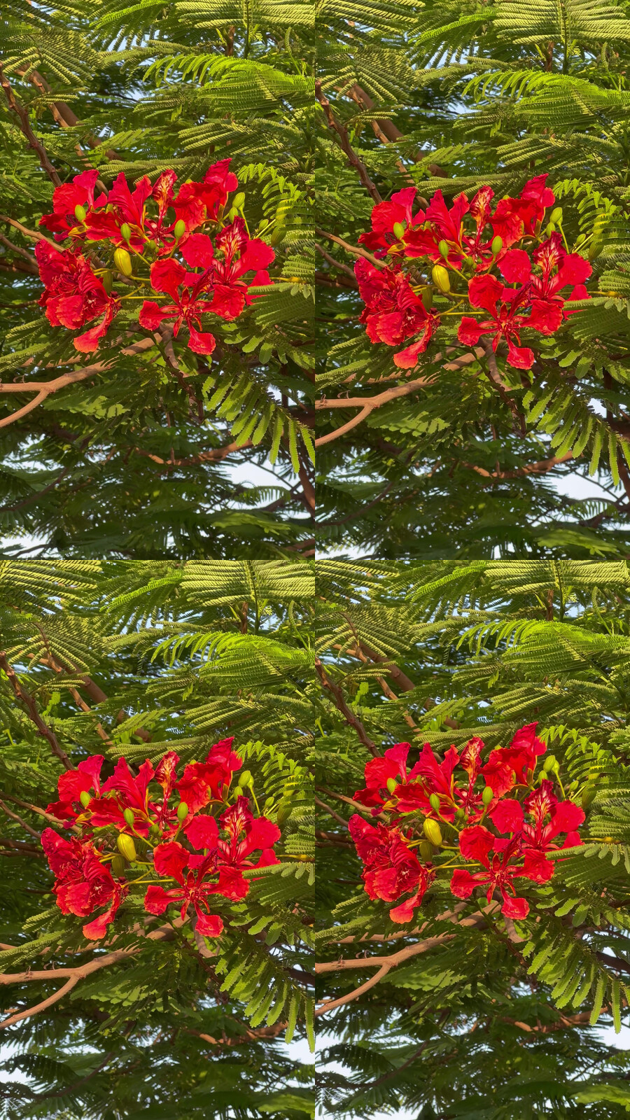 盛开的红色火树花簇高清视频素材下载_视频素材-制片帮素材